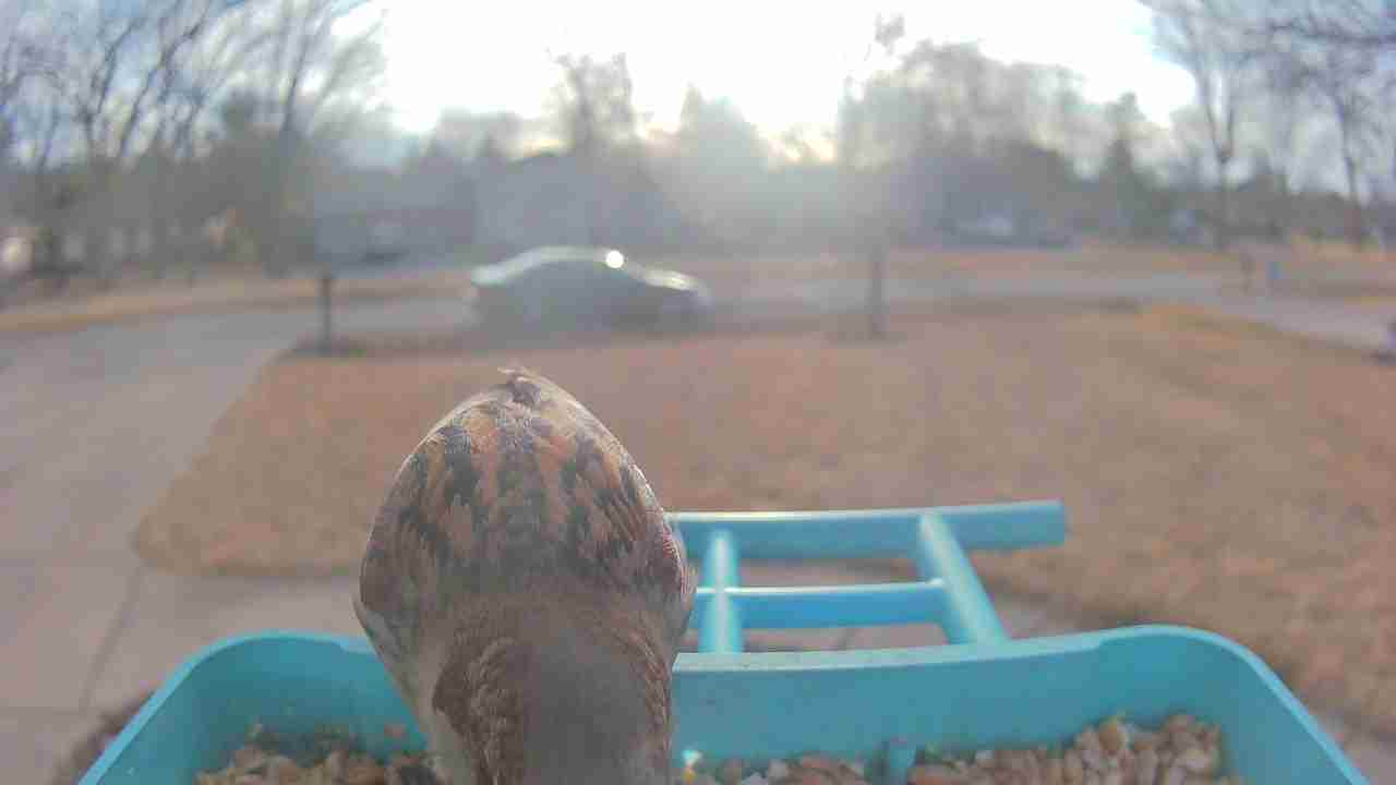 Bird at feeder