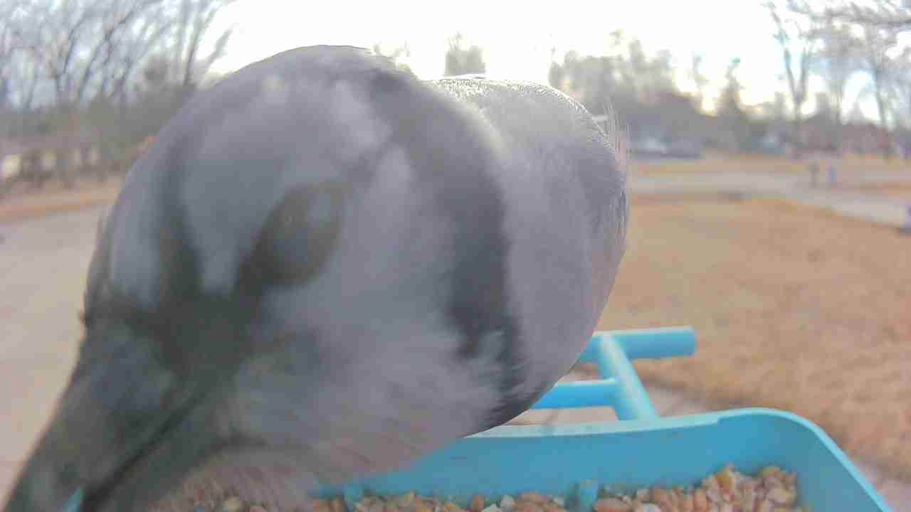Bird at feeder