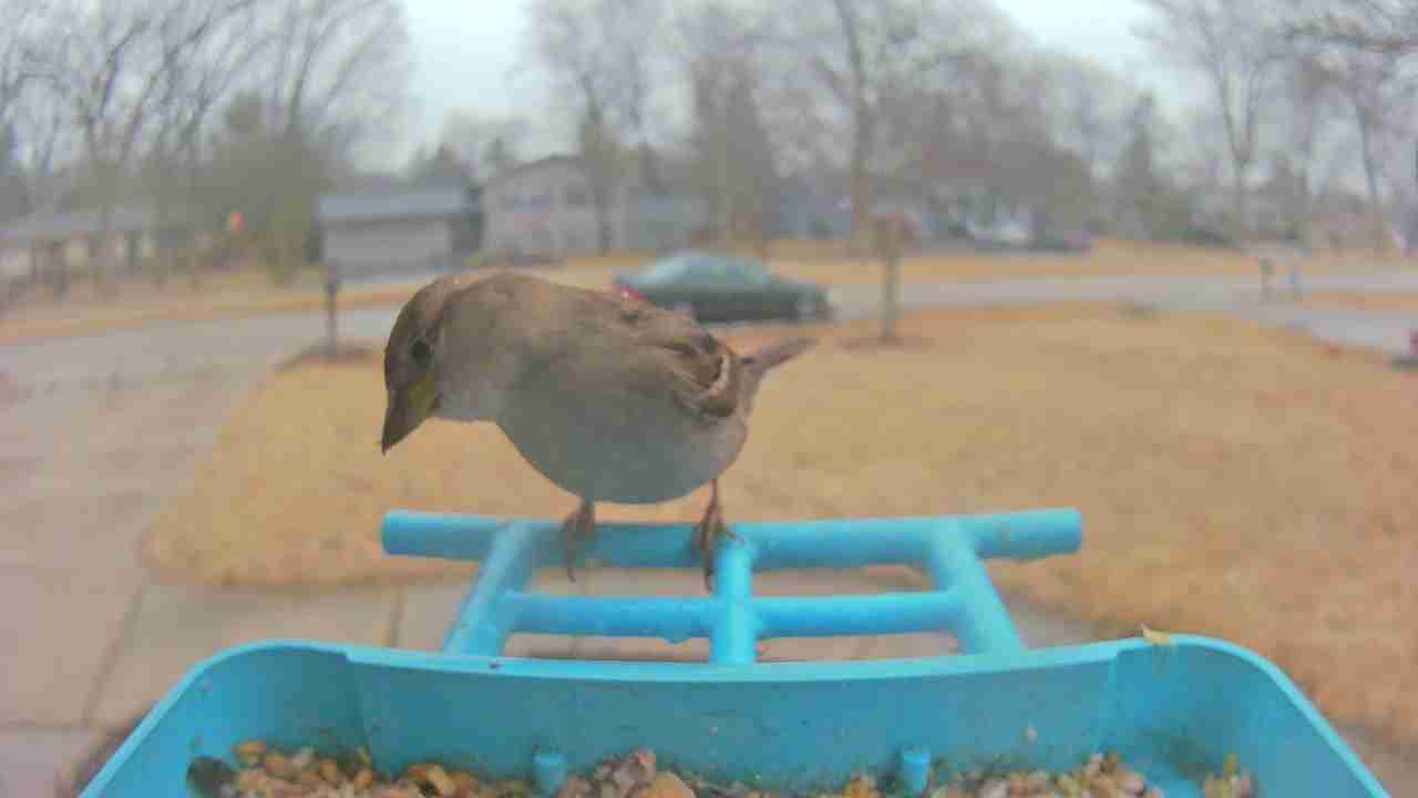 Bird at feeder
