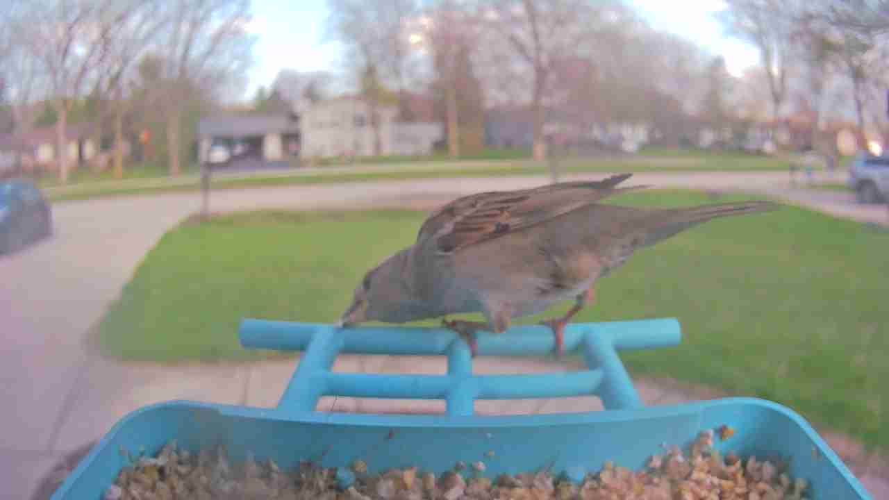 Bird at feeder