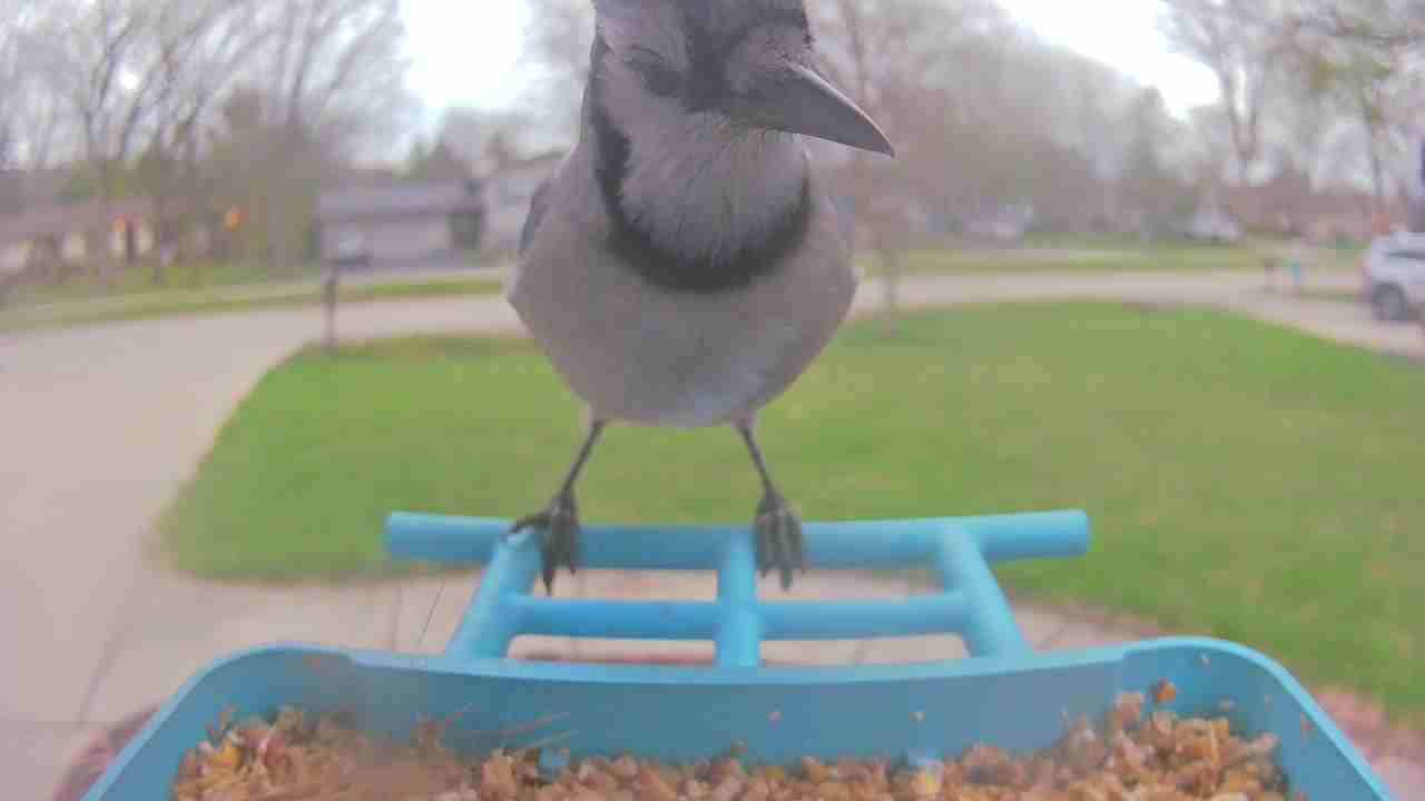 Bird at feeder