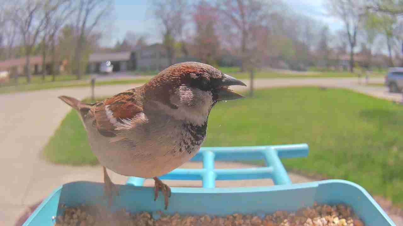 Bird at feeder