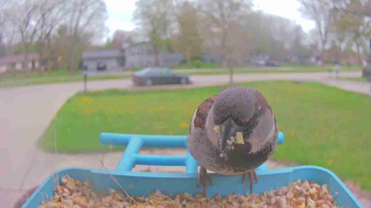 Bird at feeder