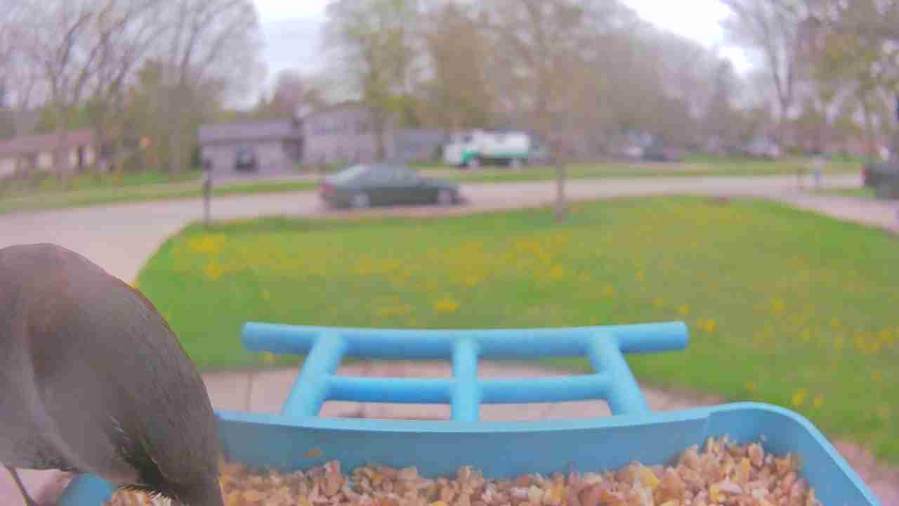 Bird at feeder