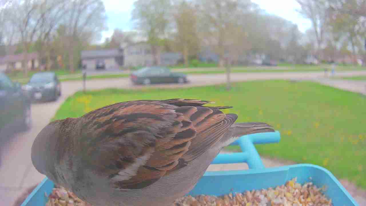 Bird at feeder