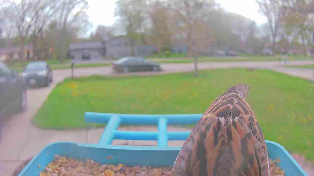 Bird at feeder