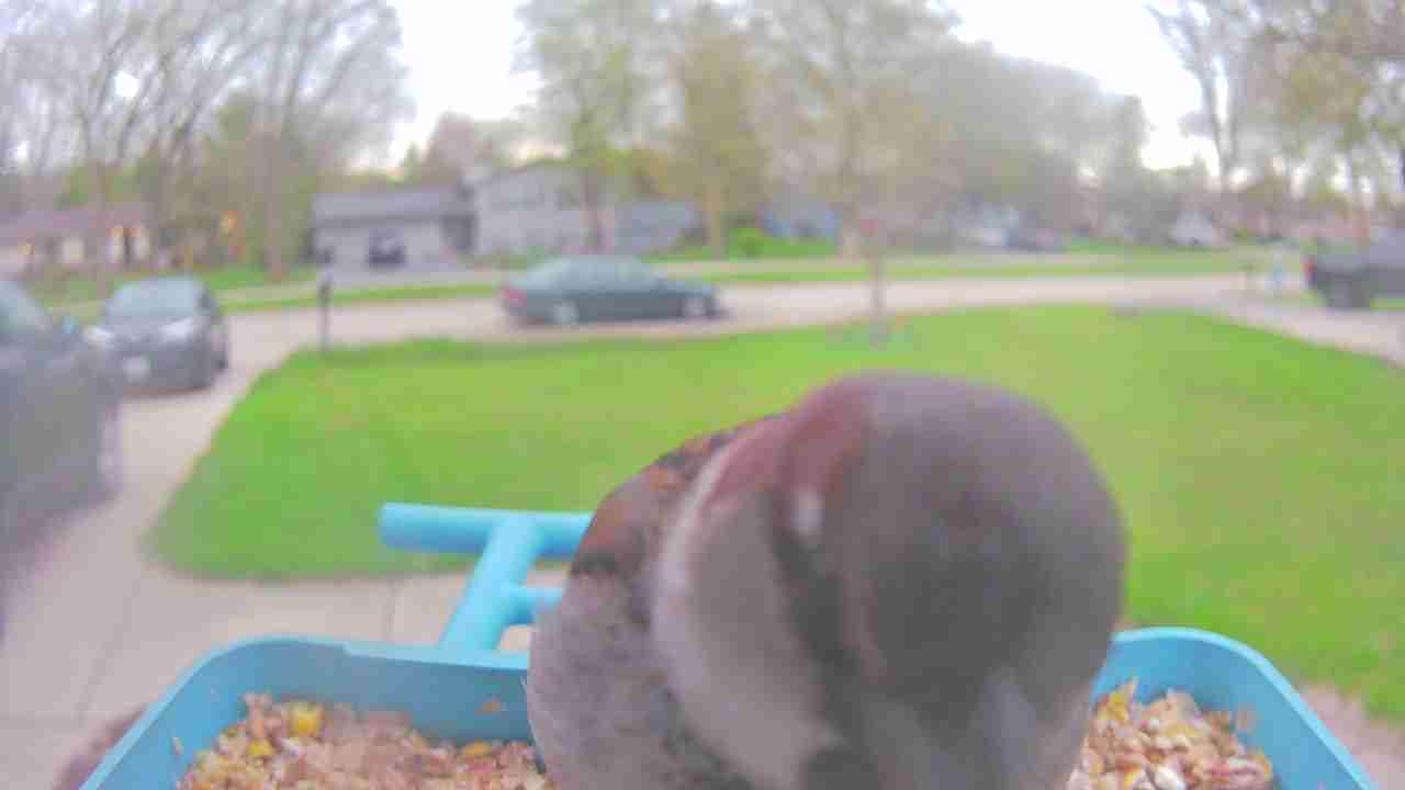 Bird at feeder
