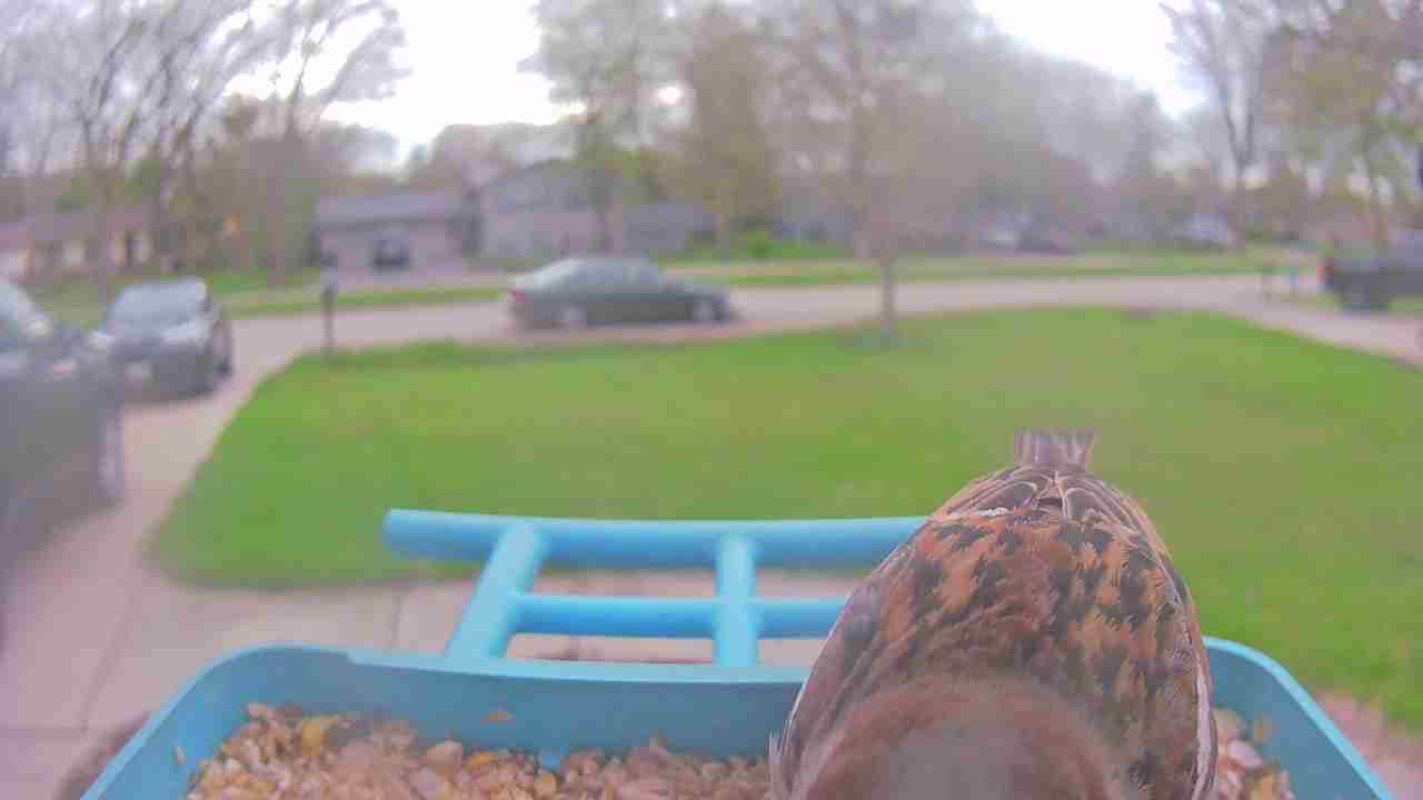 Bird at feeder
