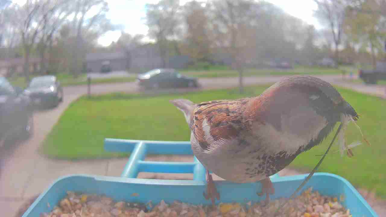 Bird at feeder