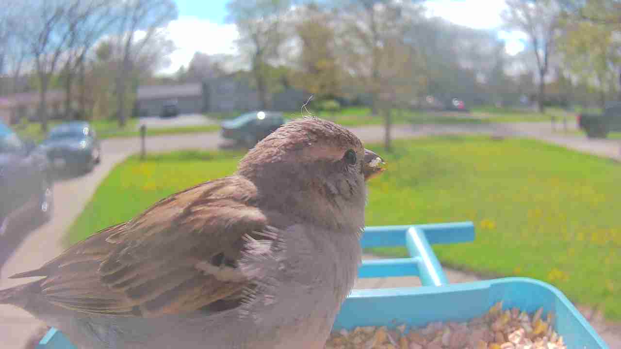 Bird at feeder