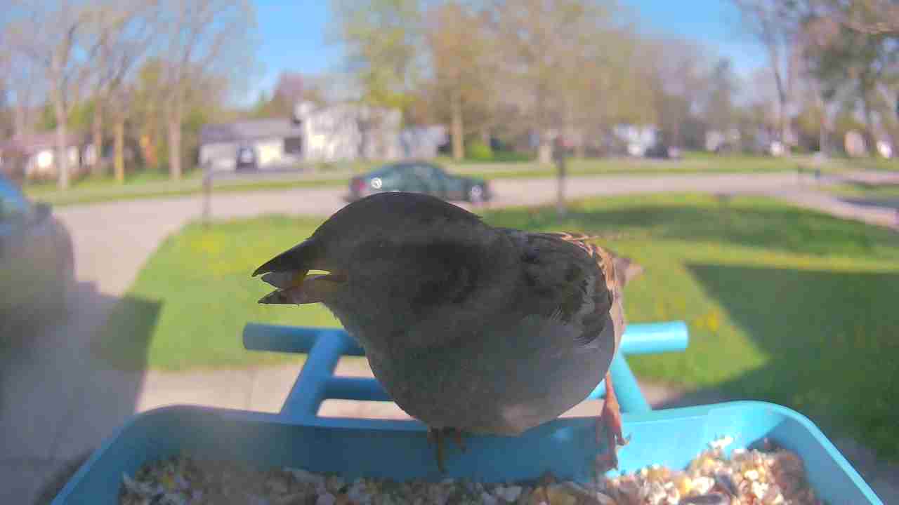 Bird at feeder