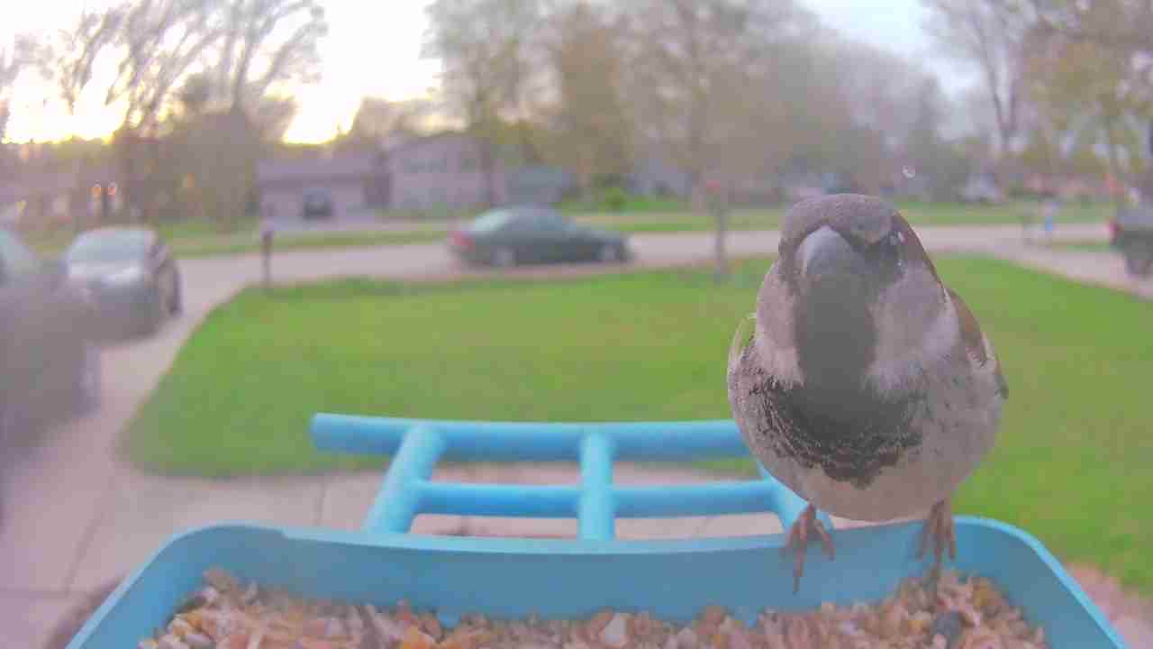 Bird at feeder