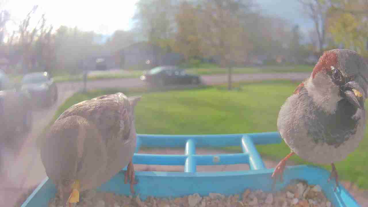 Bird at feeder