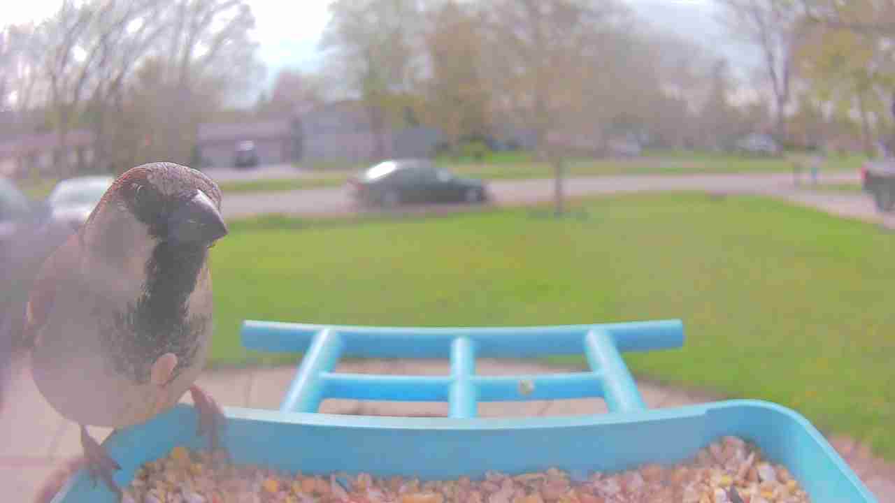 Bird at feeder
