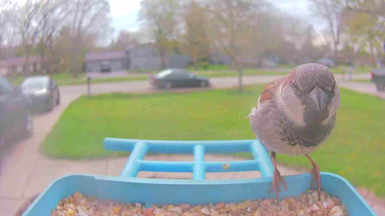Bird at feeder