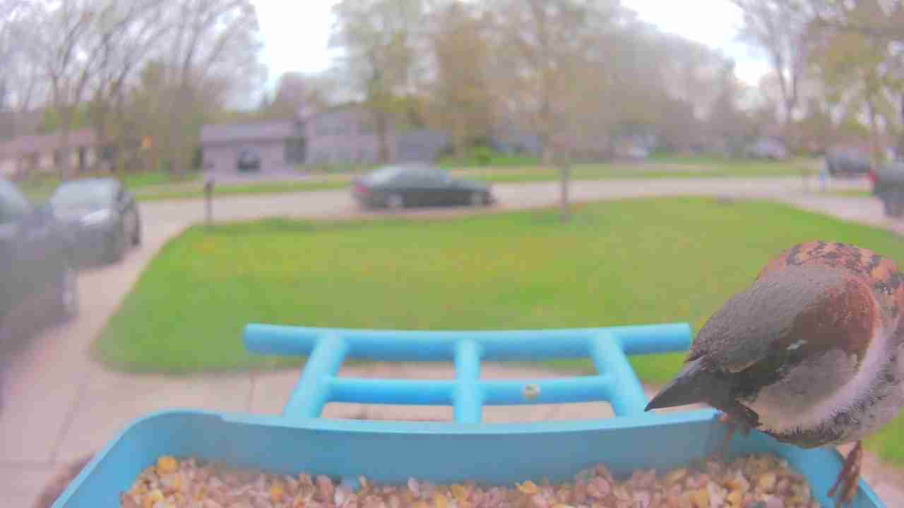 Bird at feeder