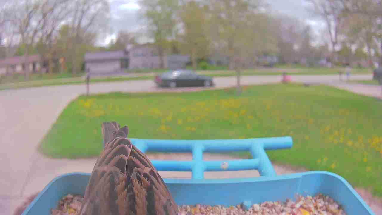 Bird at feeder