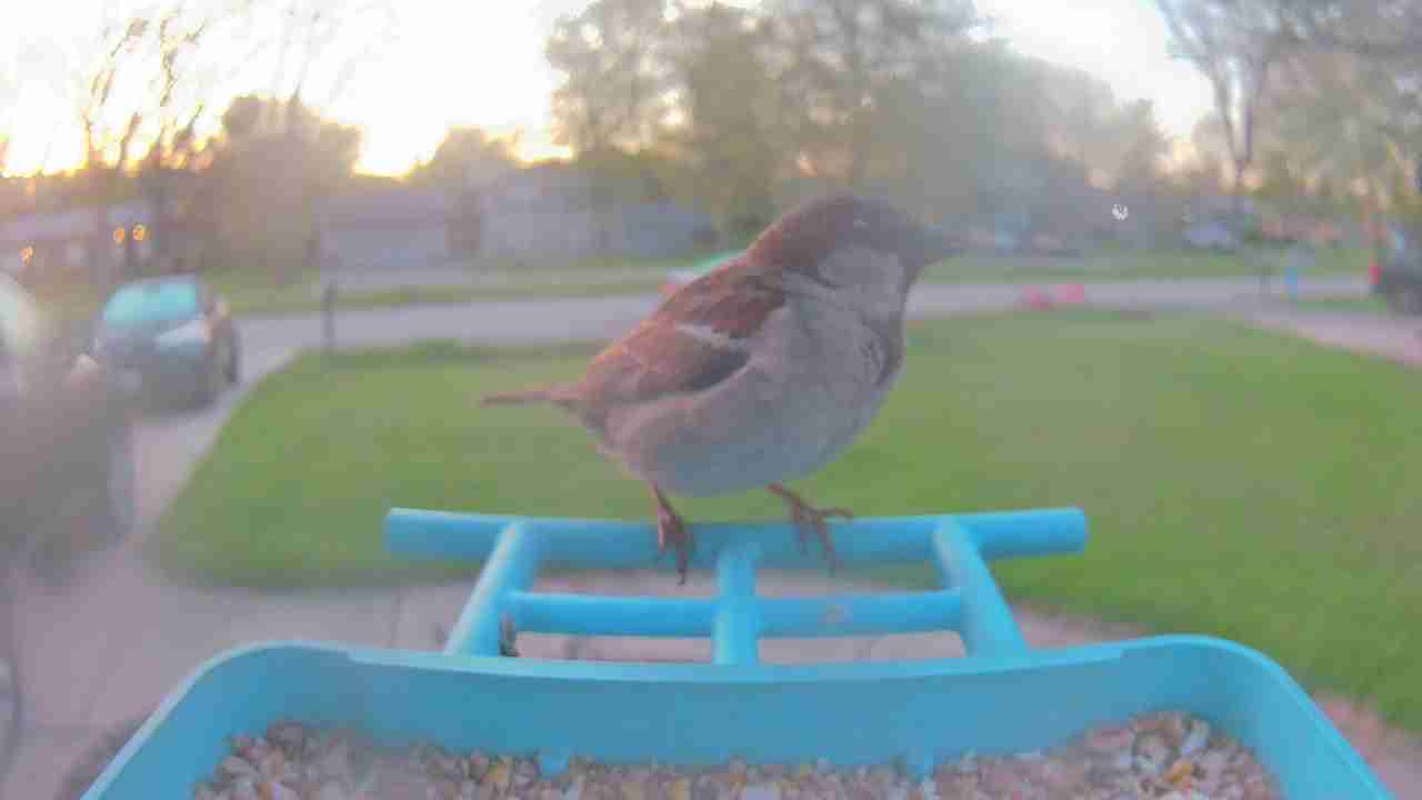 Bird at feeder