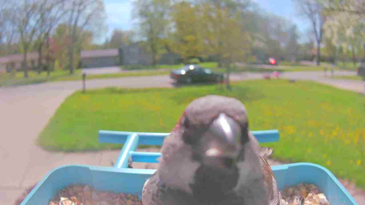Bird at feeder