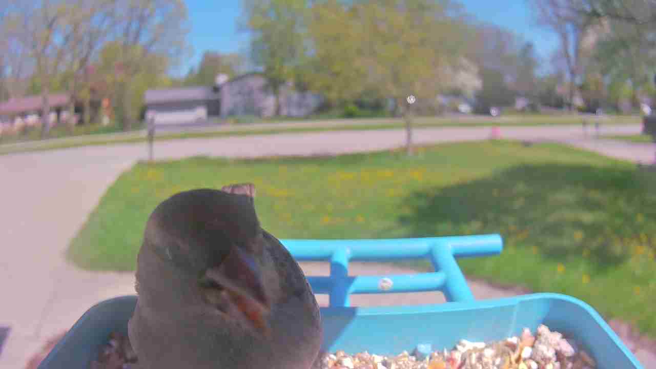 Bird at feeder