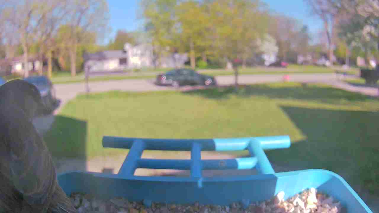 Bird at feeder