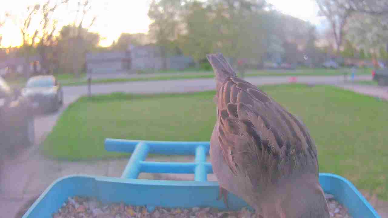 Bird at feeder