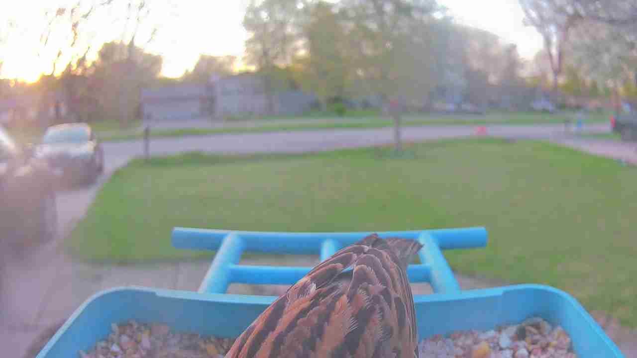 Bird at feeder