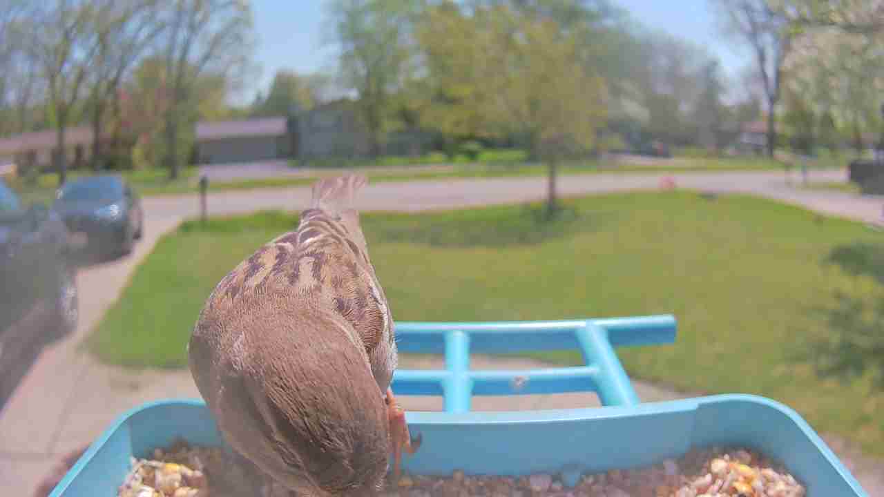 Bird at feeder