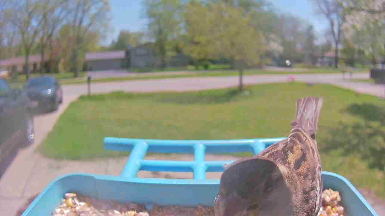 Bird at feeder