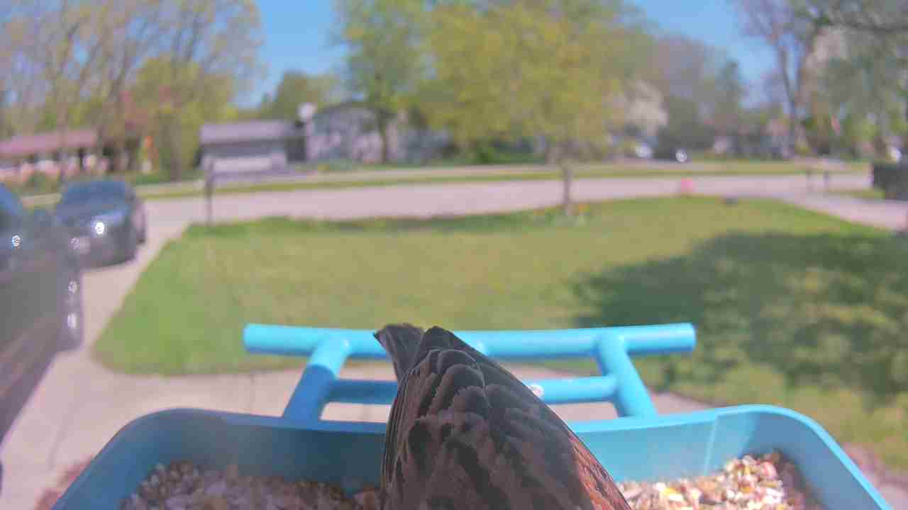 Bird at feeder