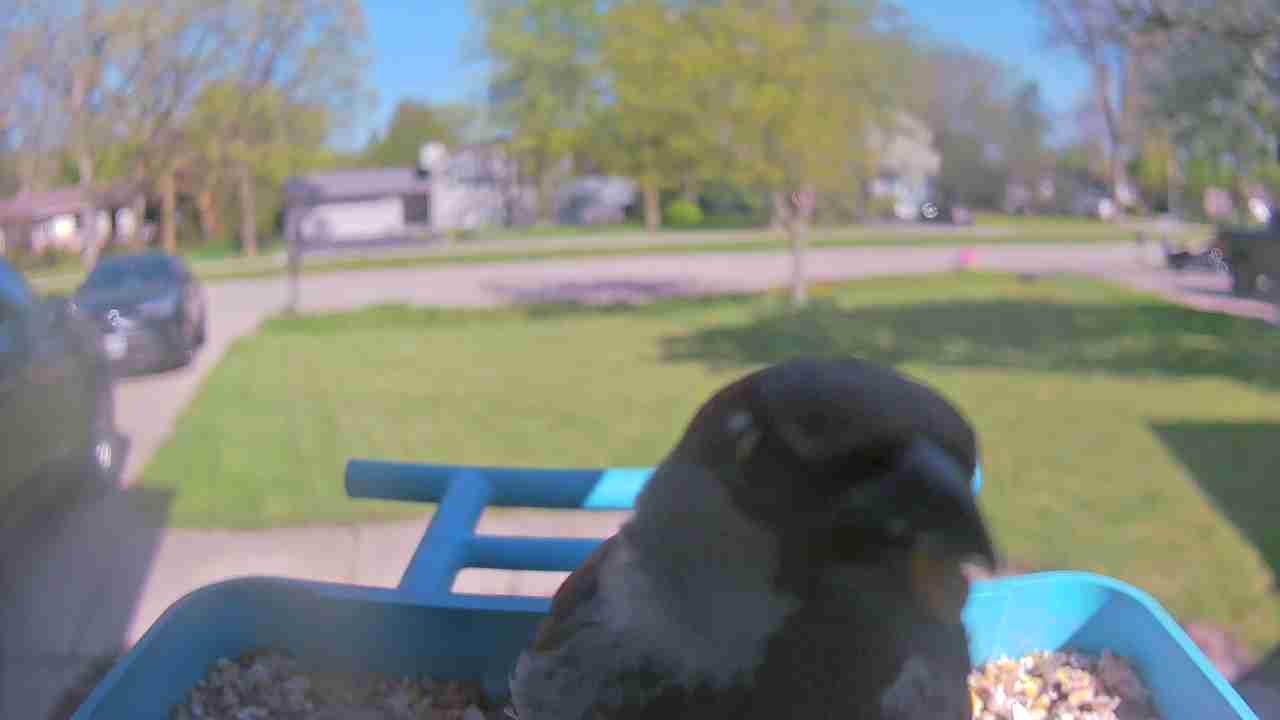 Bird at feeder