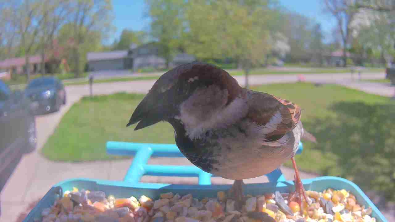 Bird at feeder