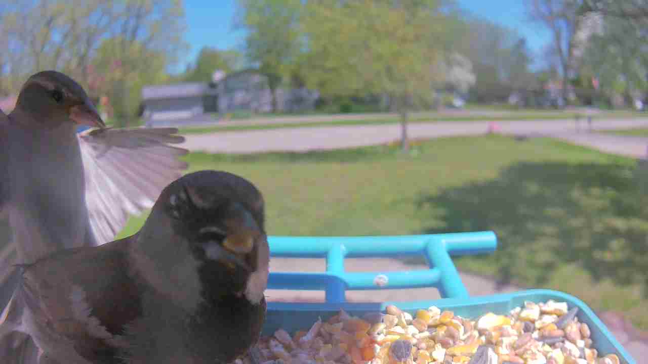 Bird at feeder