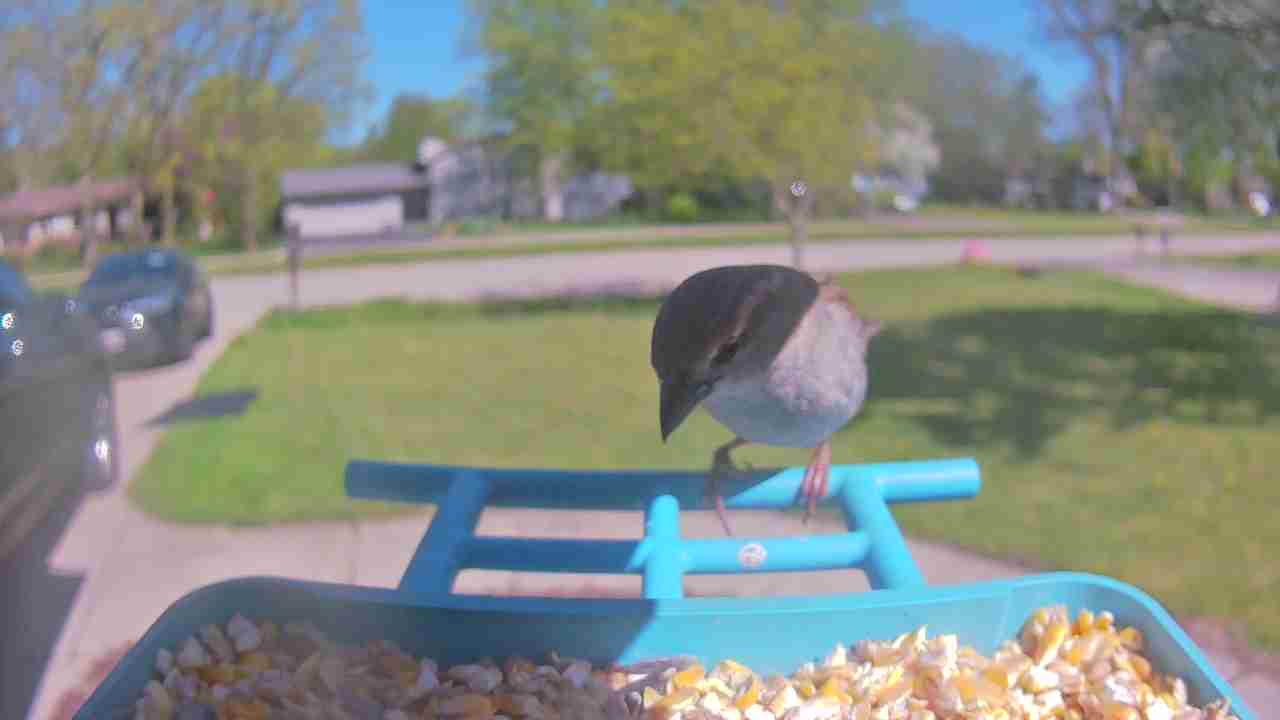 Bird at feeder