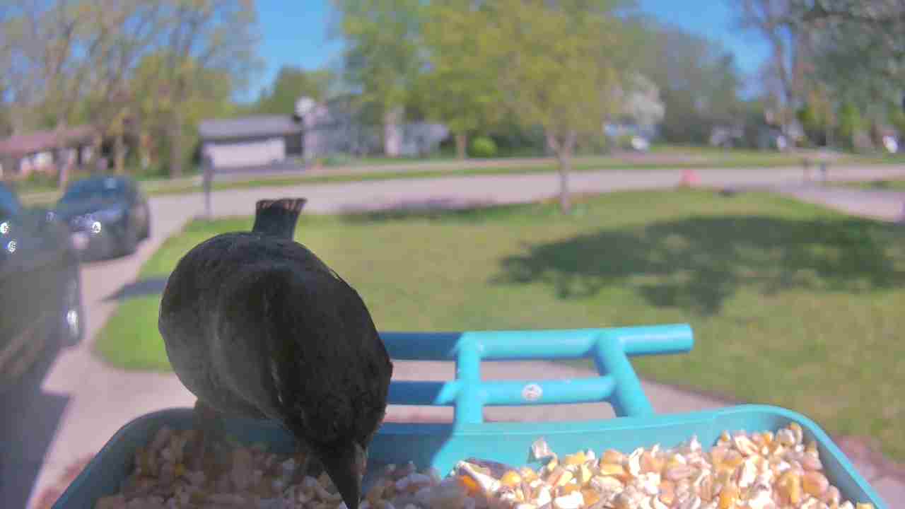 Bird at feeder