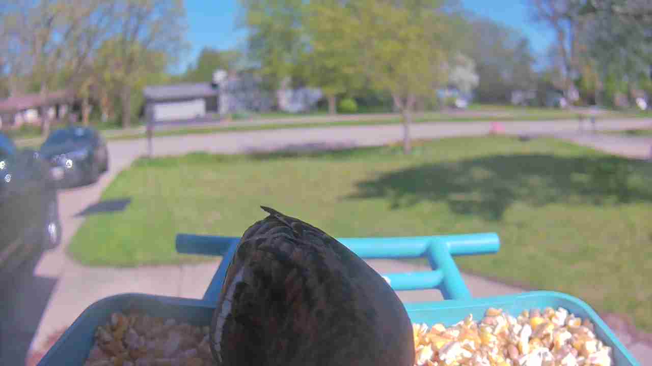 Bird at feeder