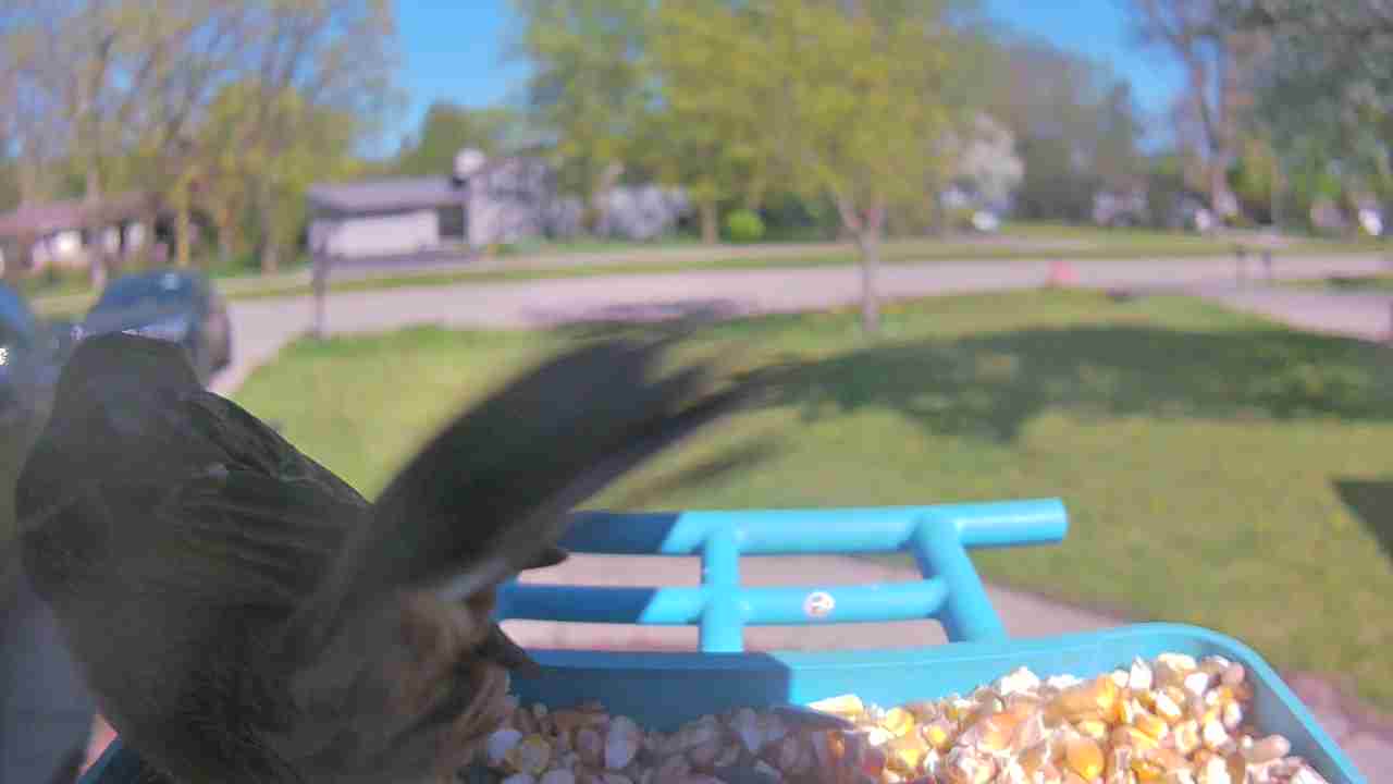 Bird at feeder