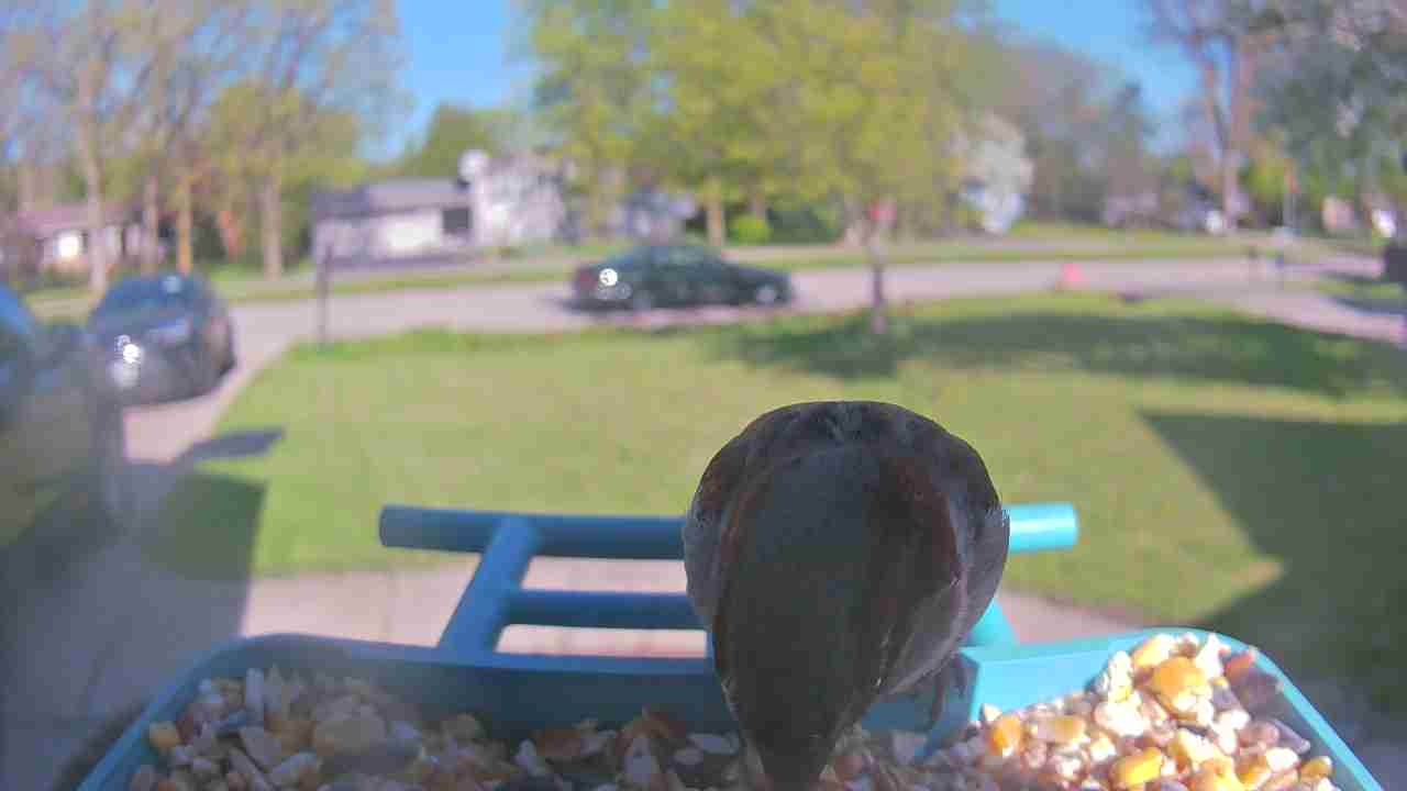 Bird at feeder