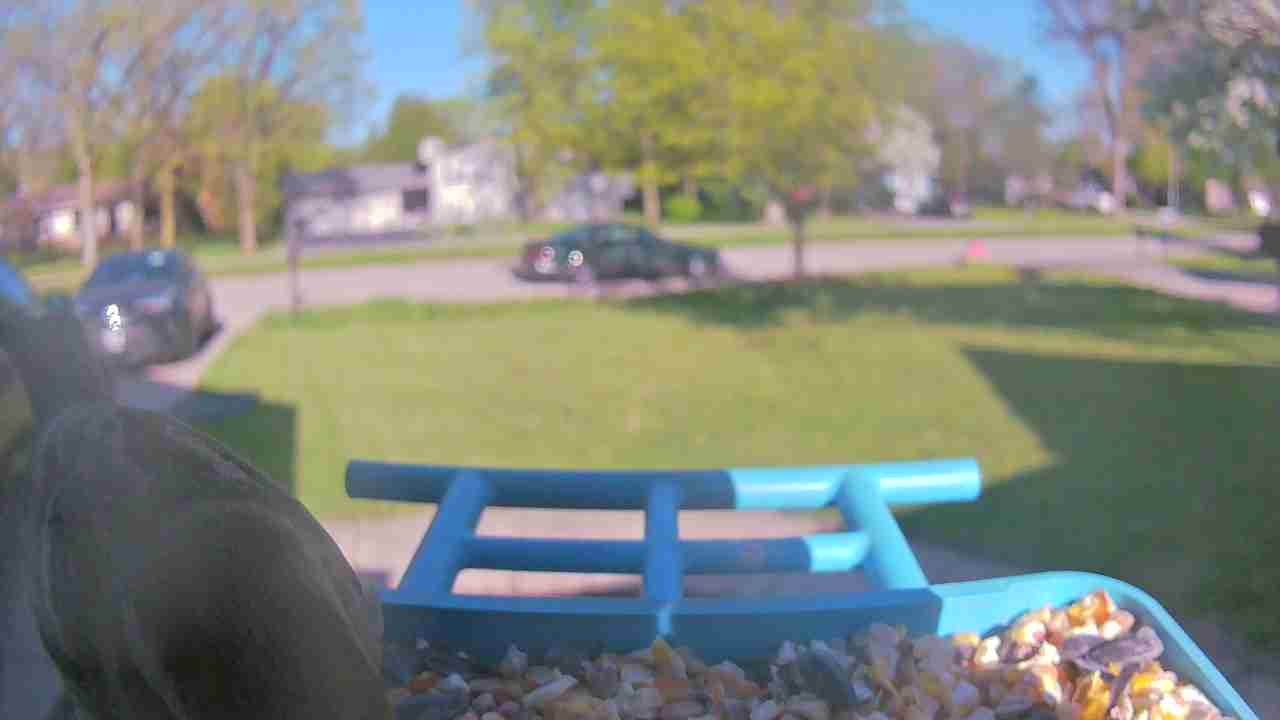 Bird at feeder
