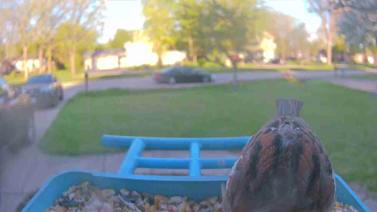 Bird at feeder