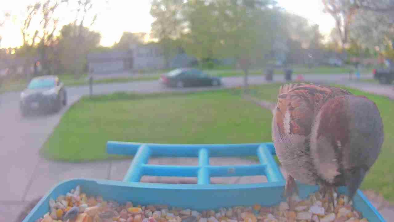 Bird at feeder