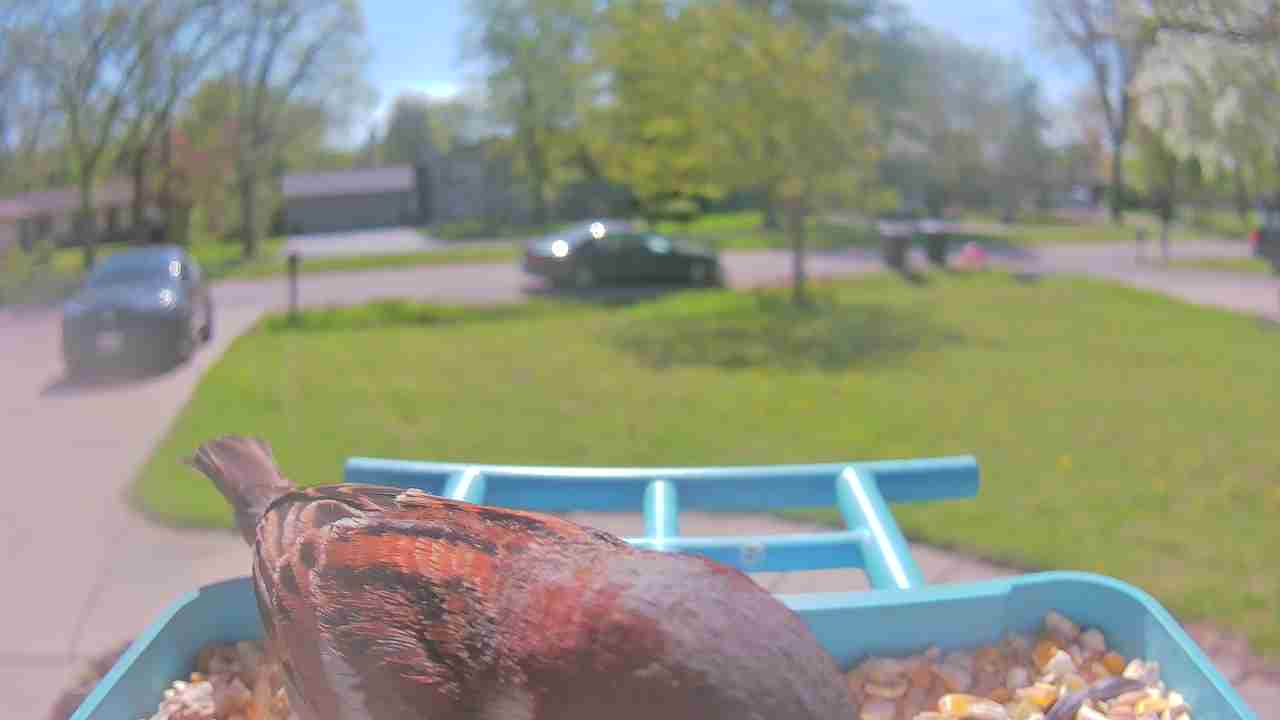 Bird at feeder