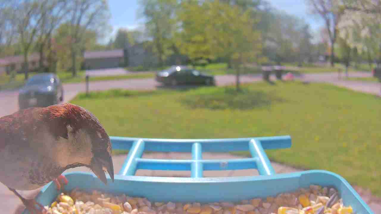 Bird at feeder