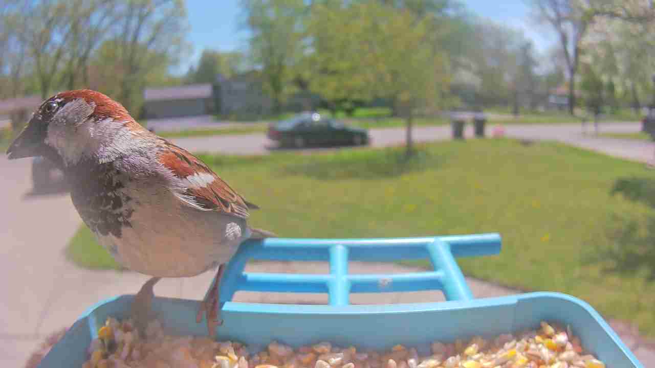 Bird at feeder