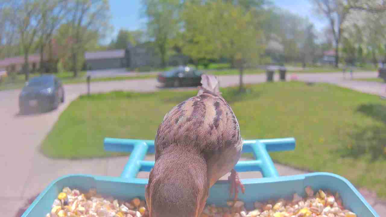 Bird at feeder