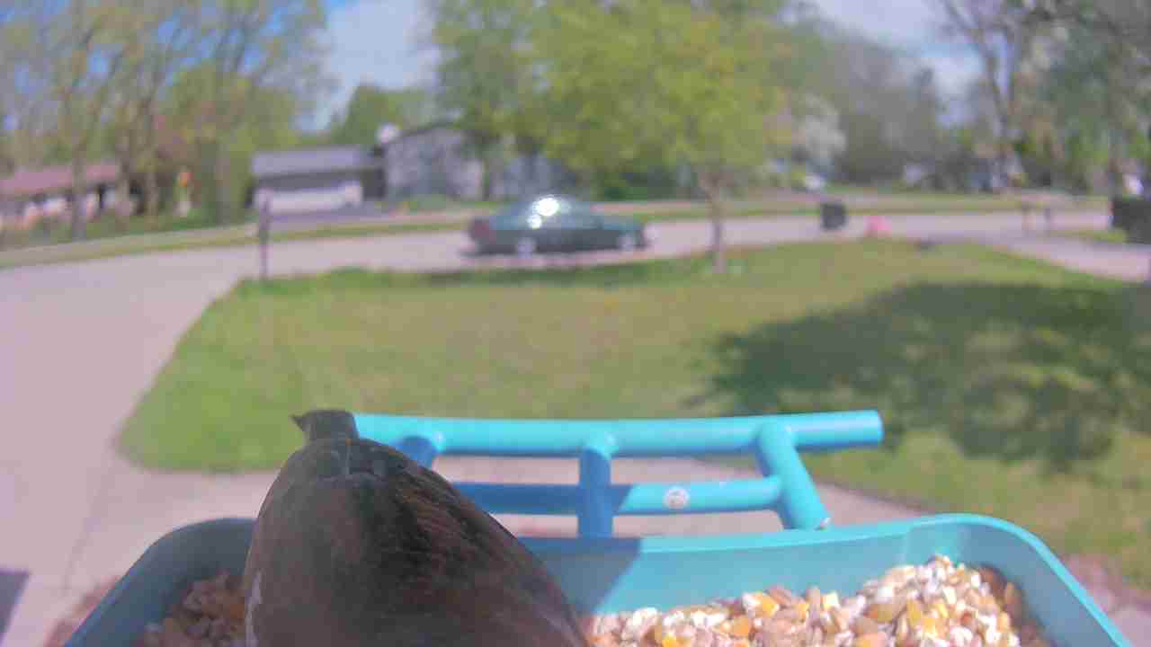 Bird at feeder