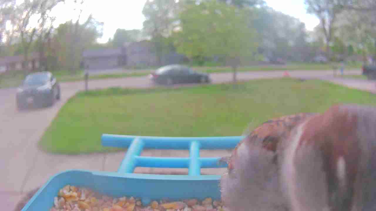 Bird at feeder