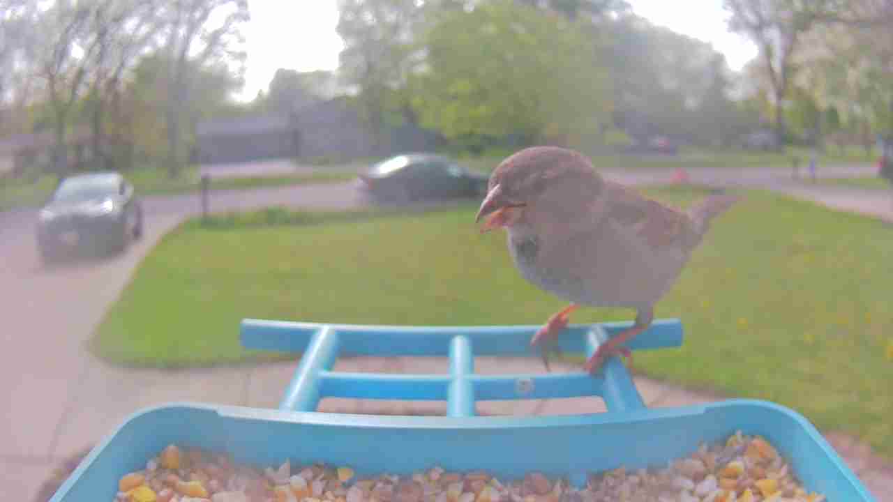 Bird at feeder
