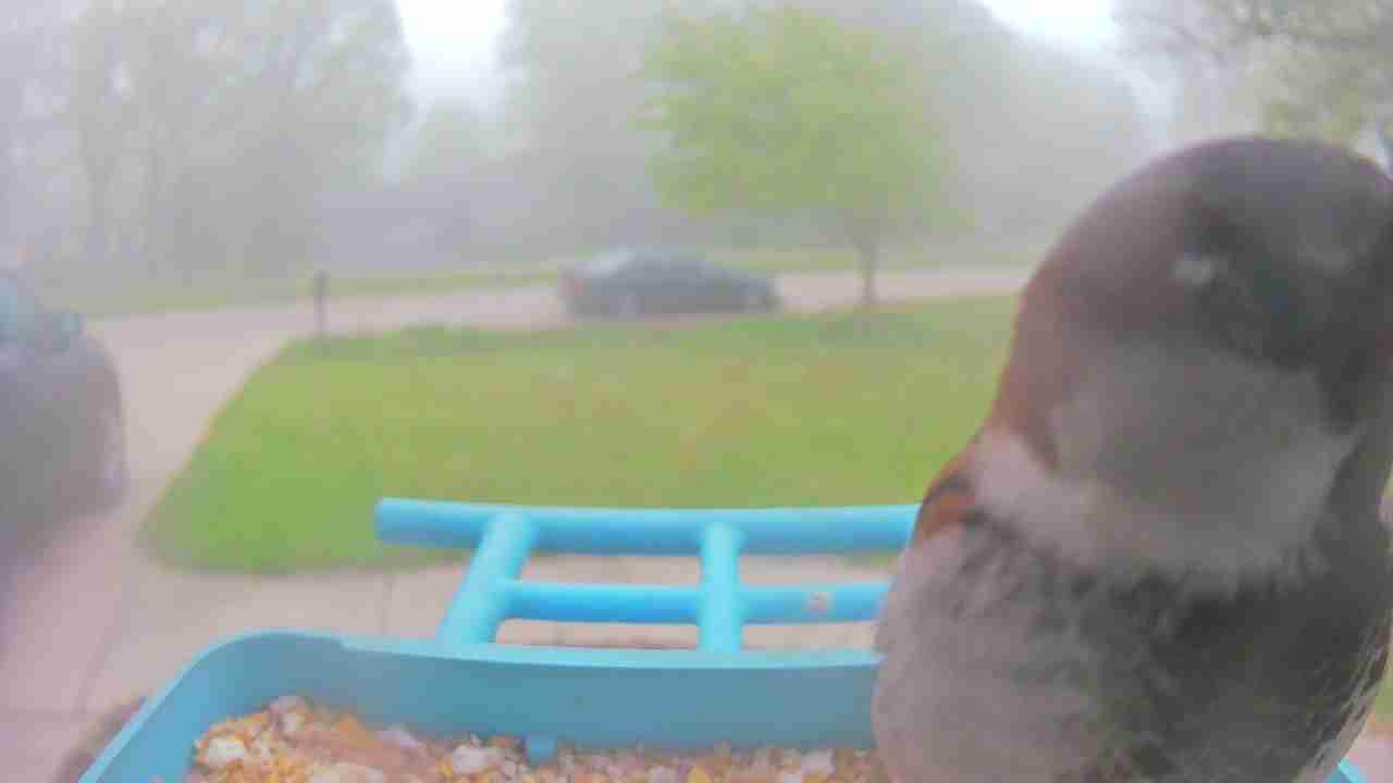 Bird at feeder