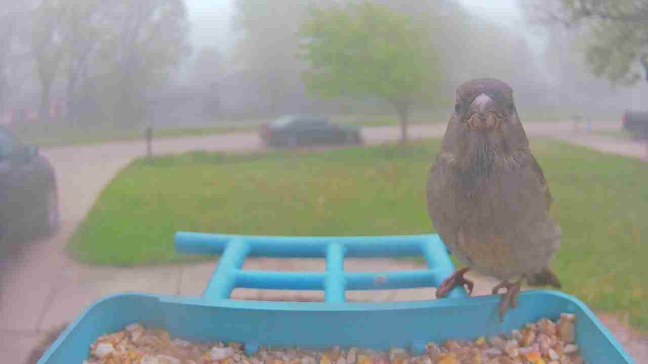 Bird at feeder